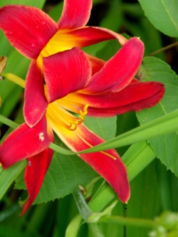 Rote Lilie